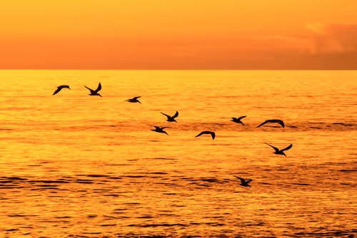 Terns Soaring