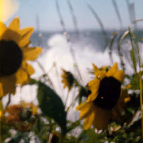 Tsunflower Chaos #168