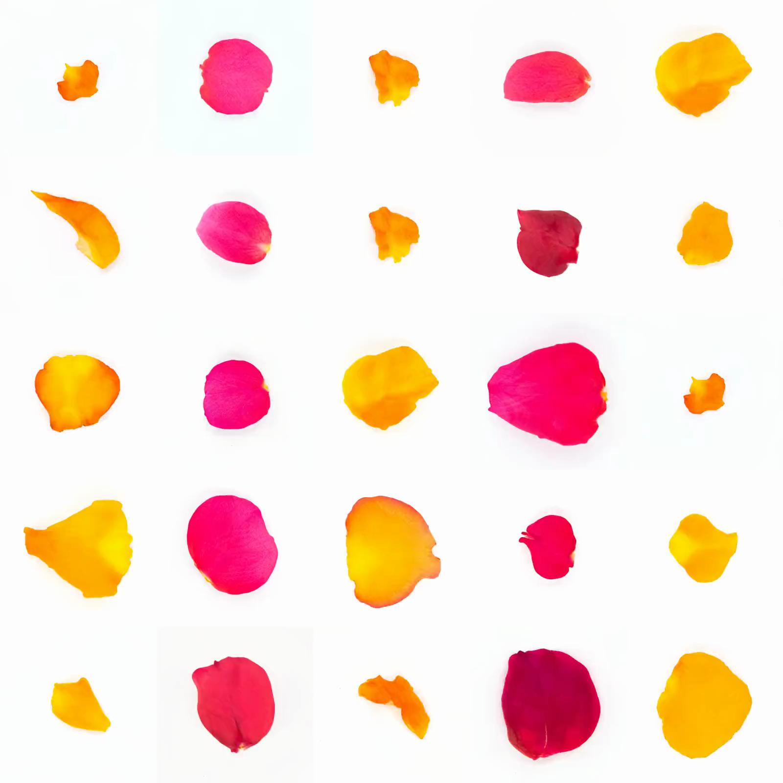 Infinite Petals 5x5#21203