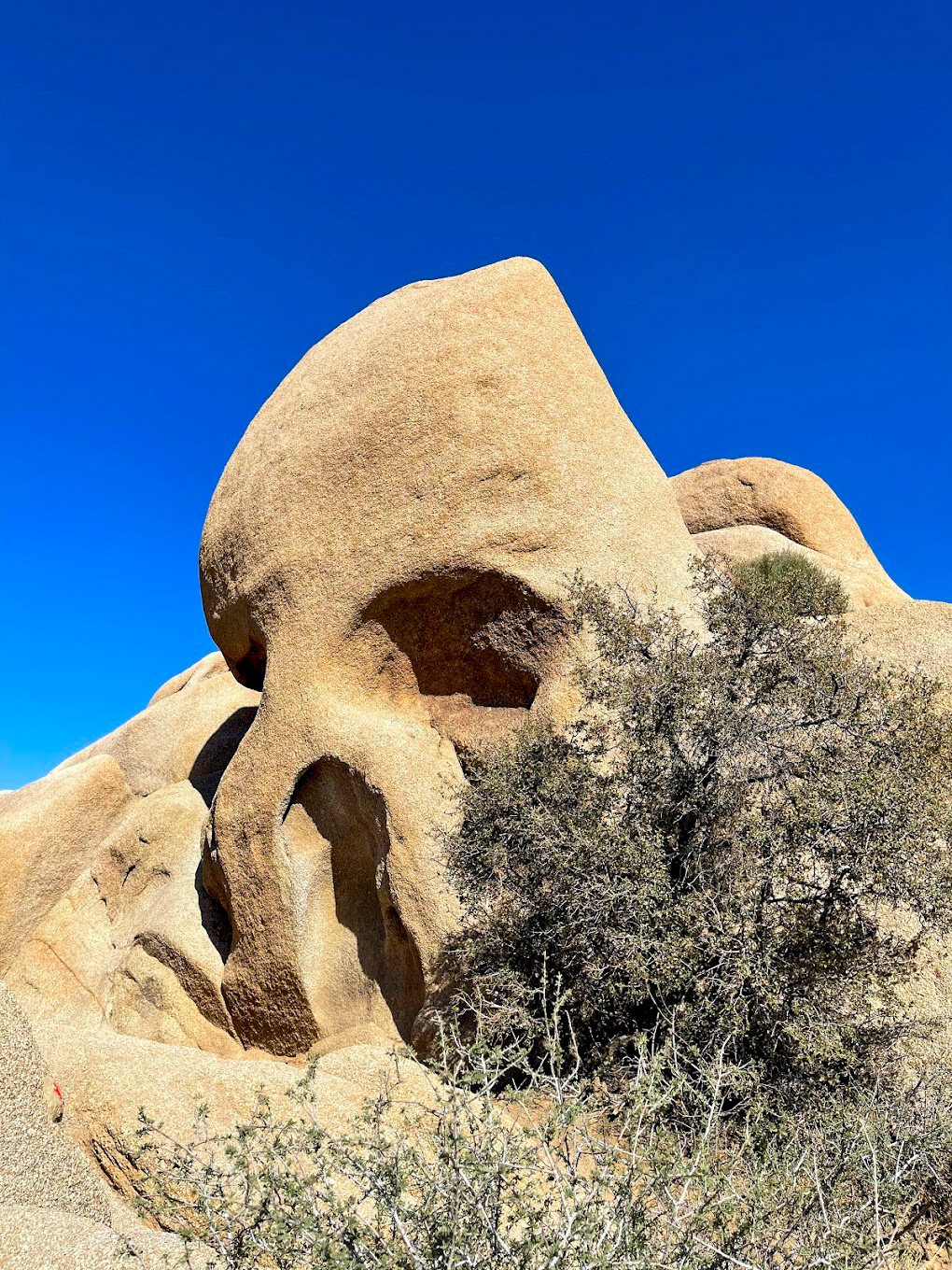 Natural Skull