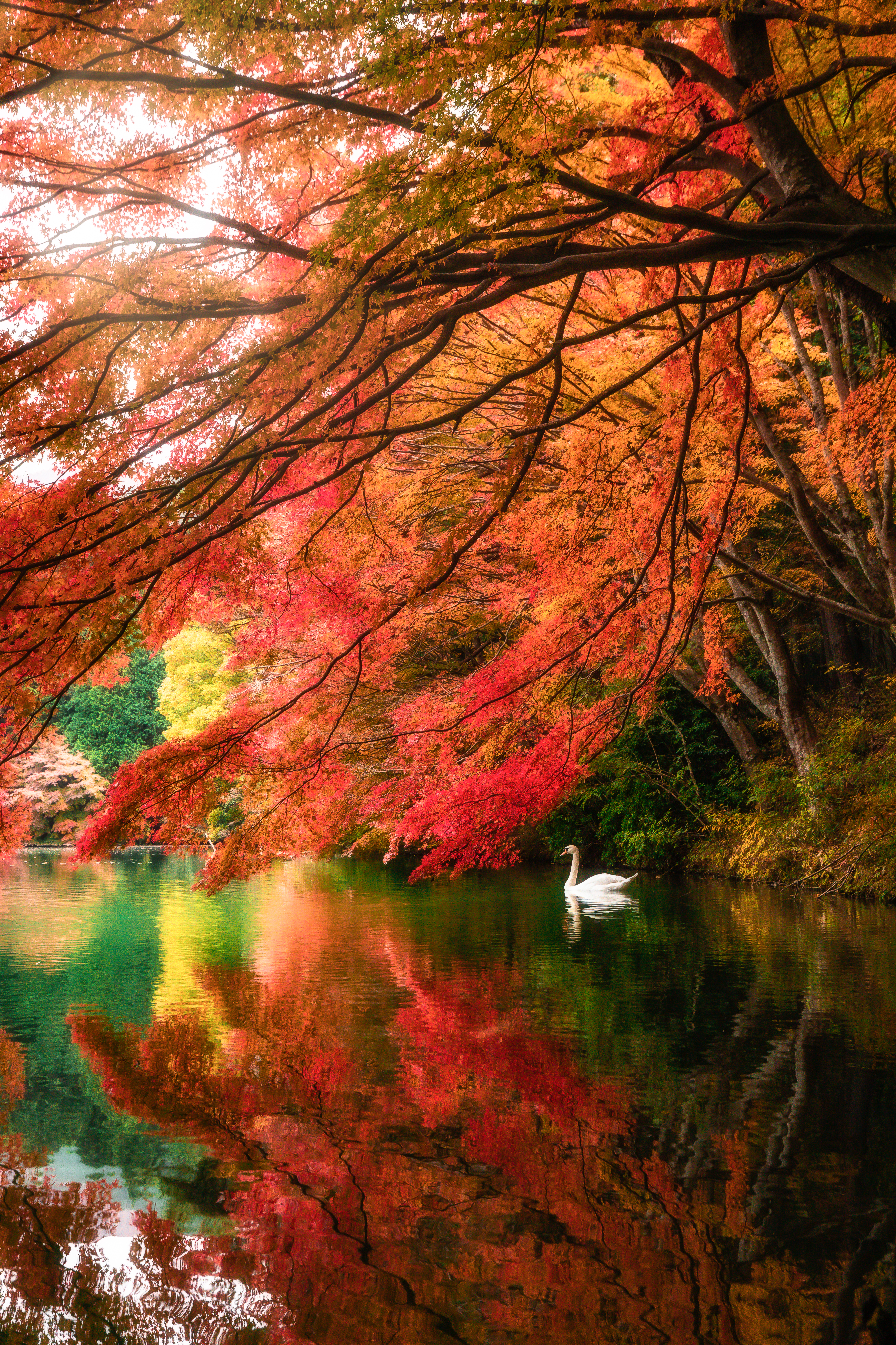 Swan Lake