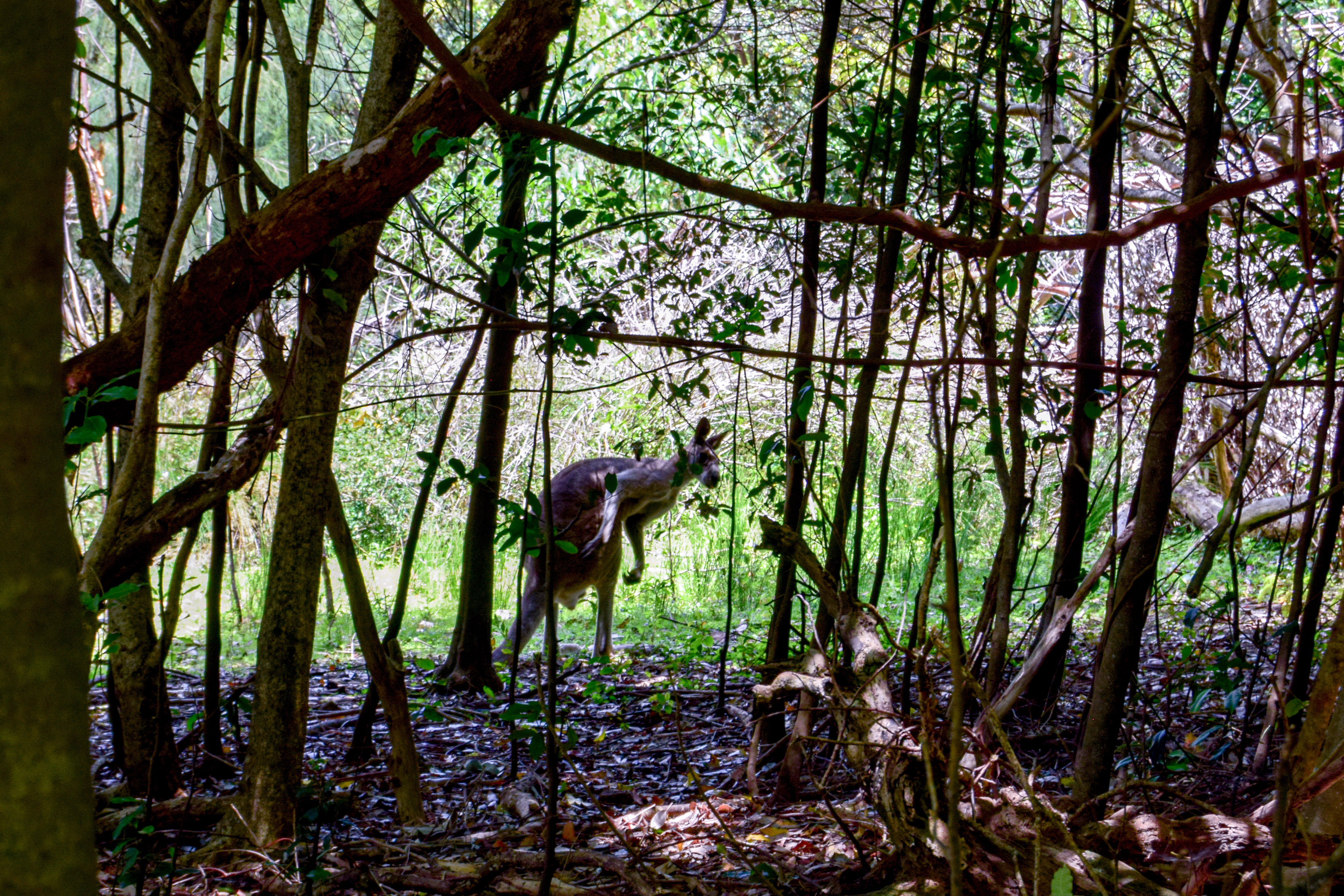 Wild Australia #5