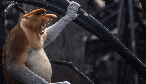 Proboscis Monkey 