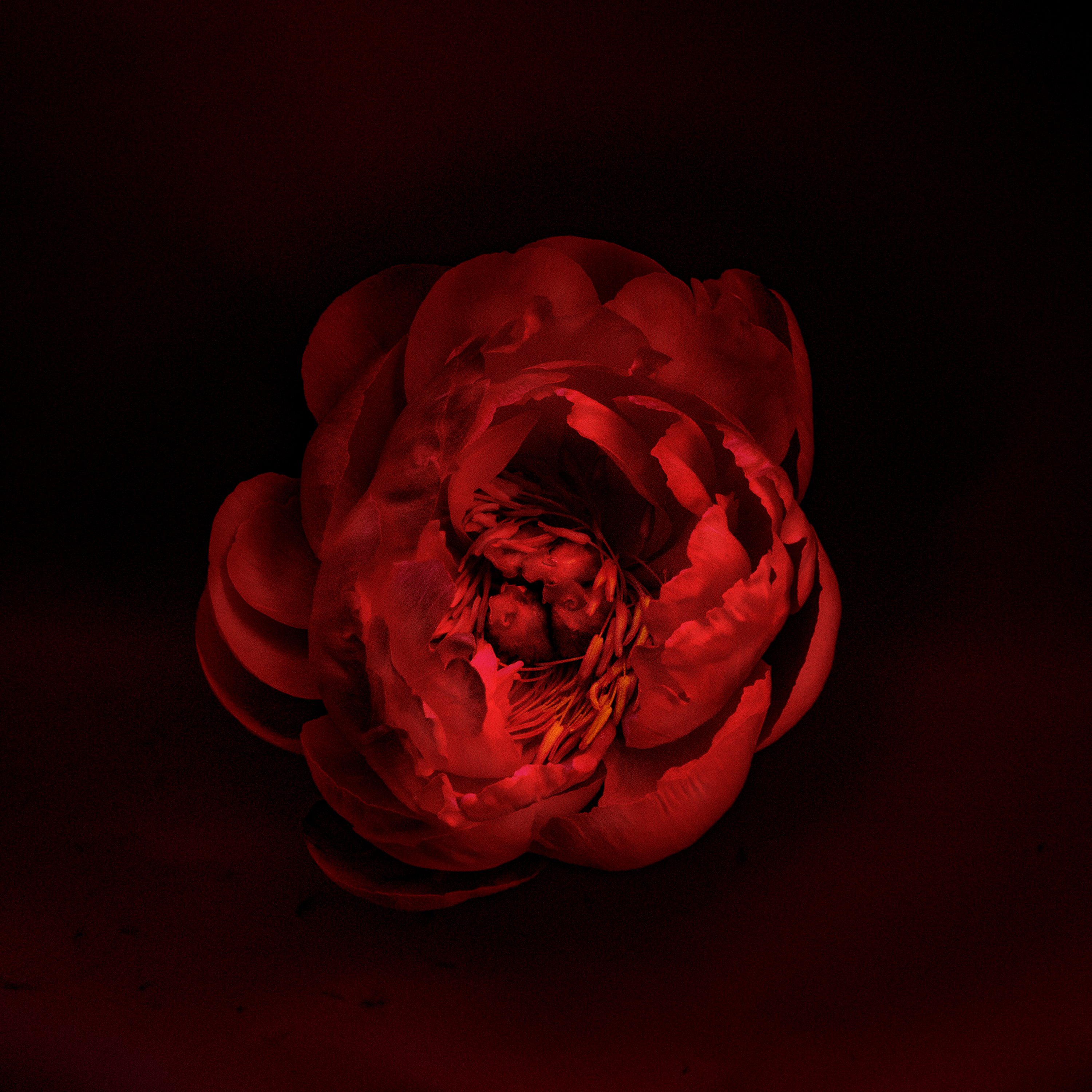 Peonies #13