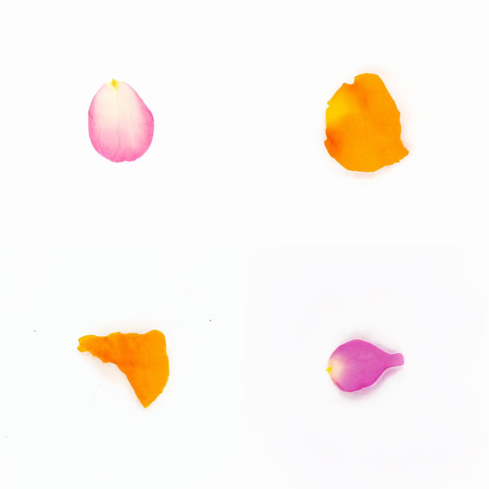 Infinite Petals 2x2#20446