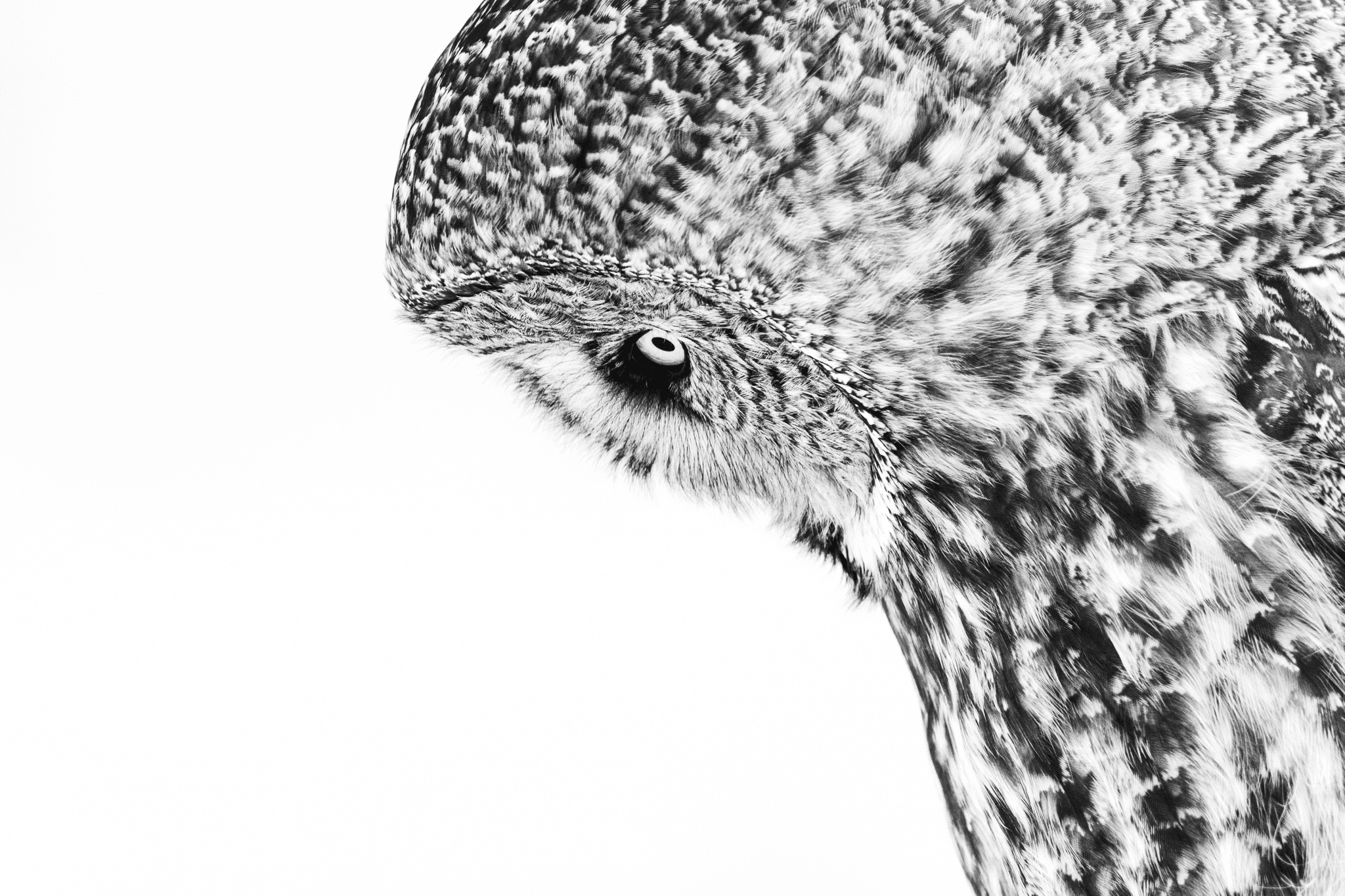 Moody Owl #13