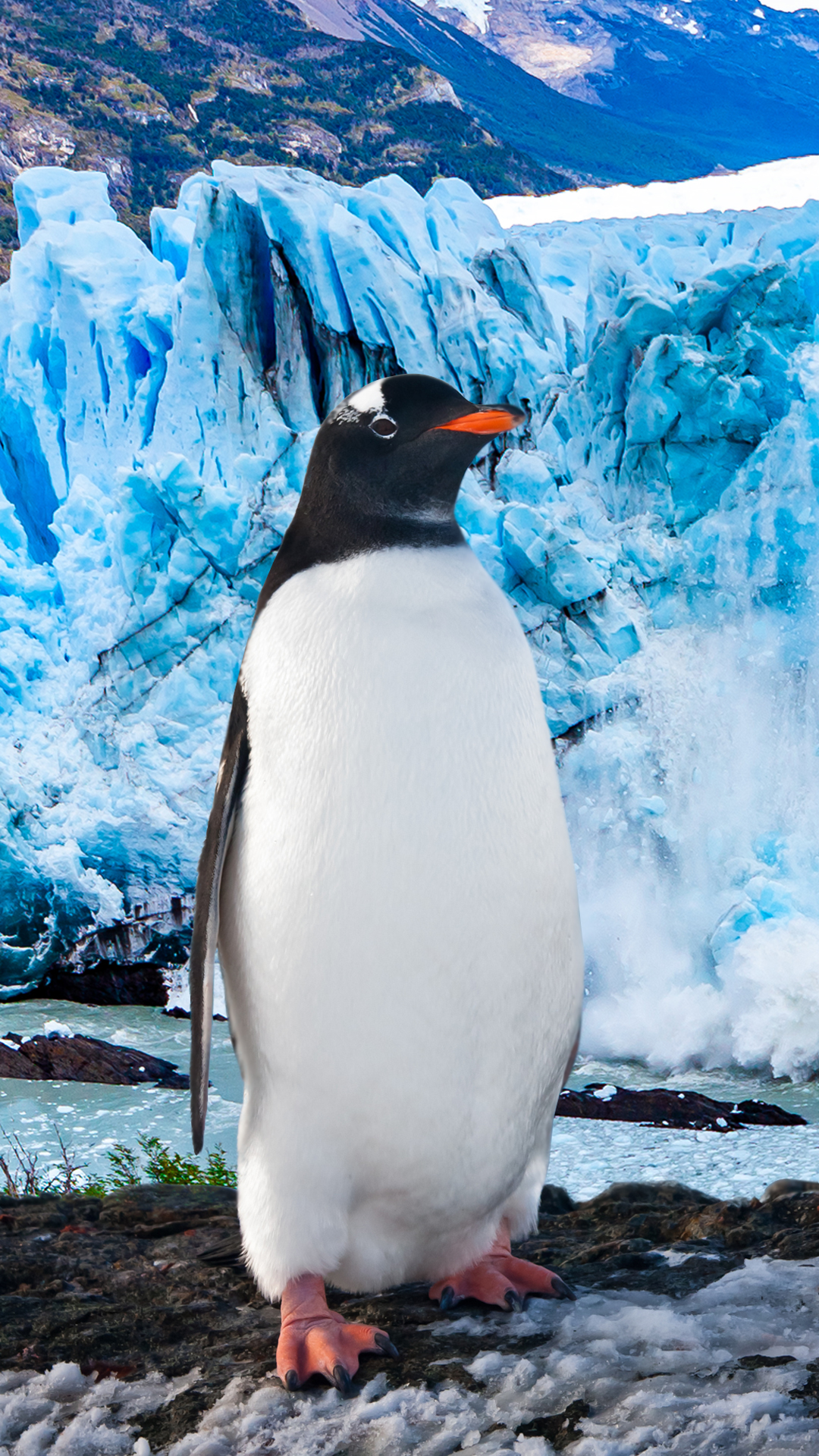 Penguin