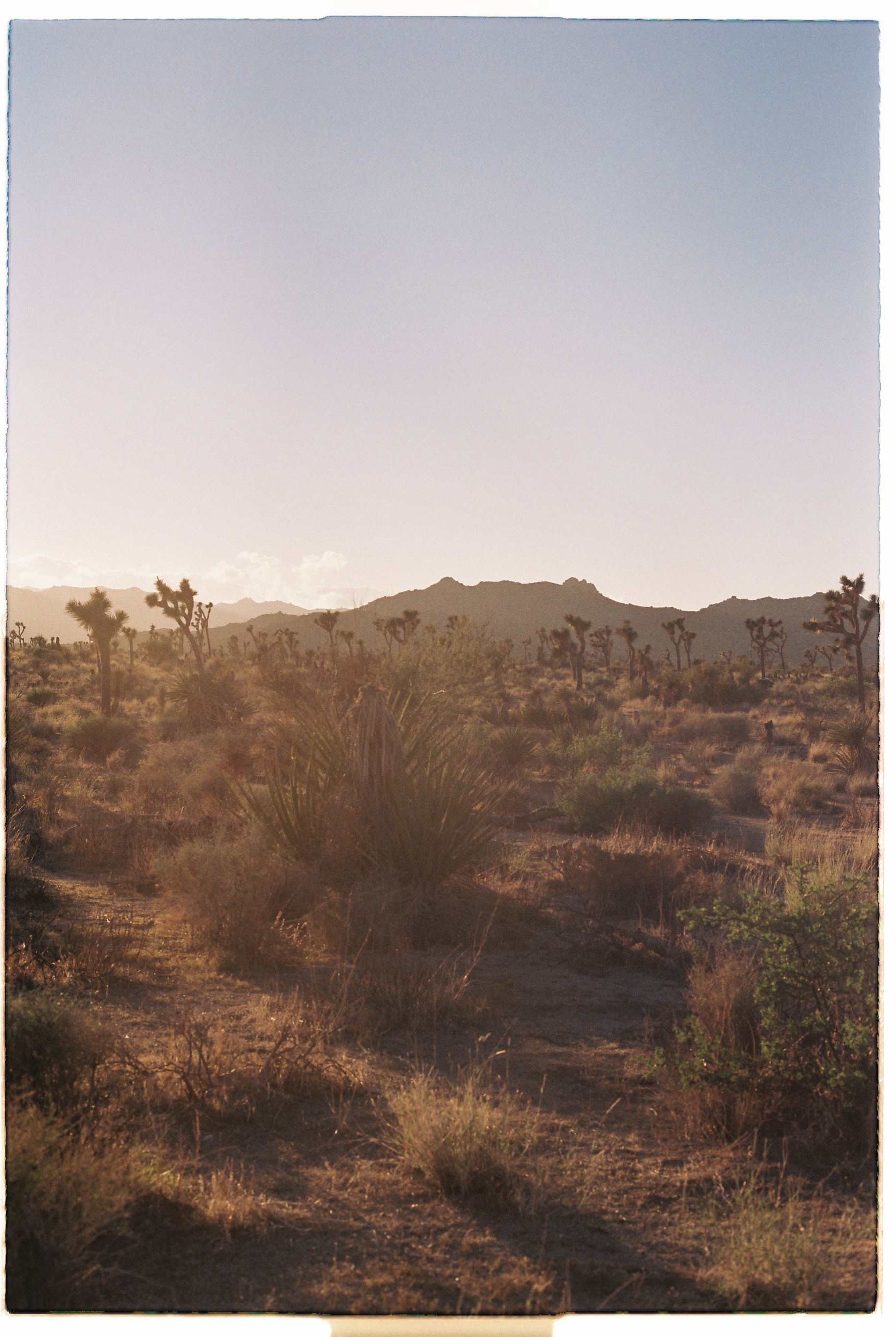 with love from joshua tree