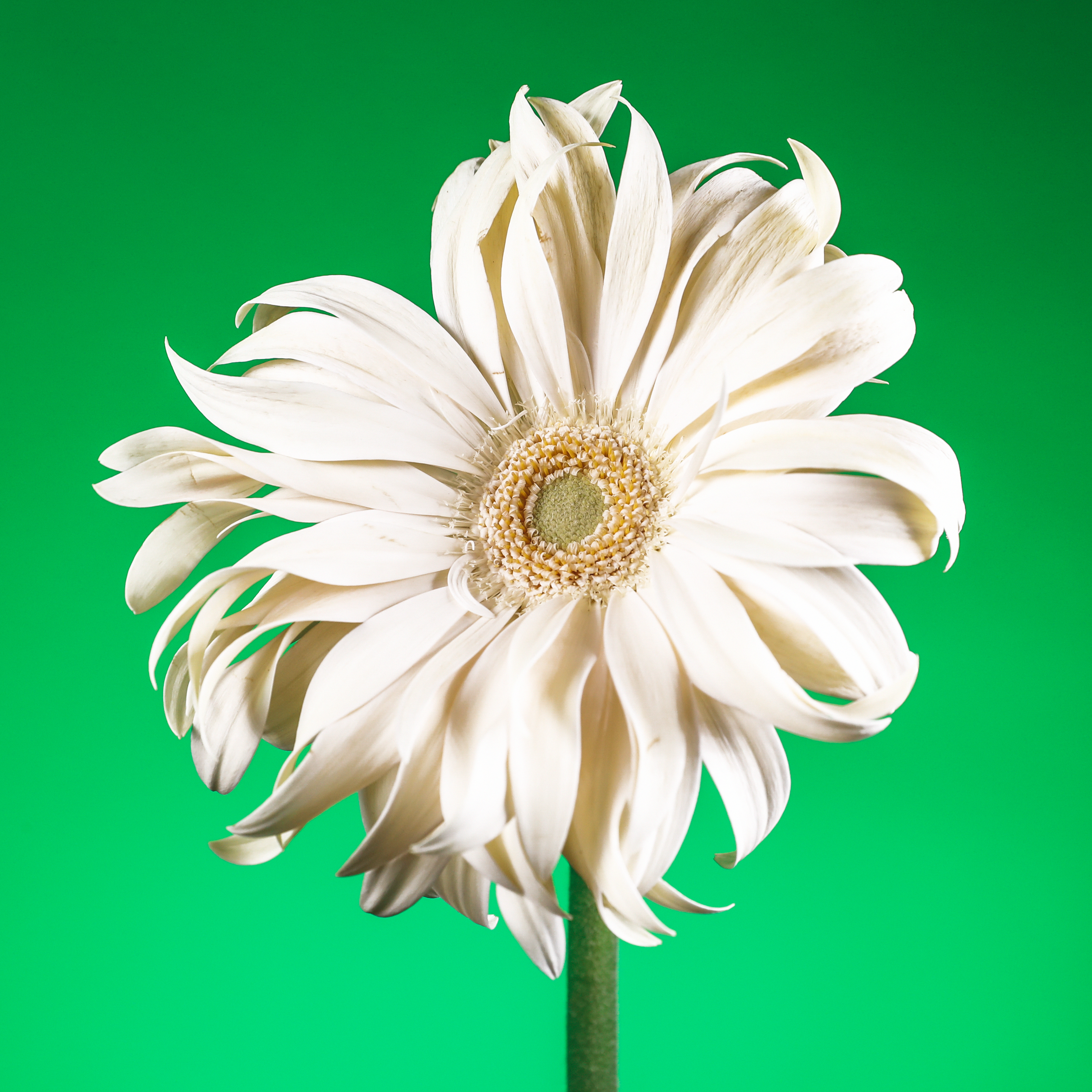 Flower #38