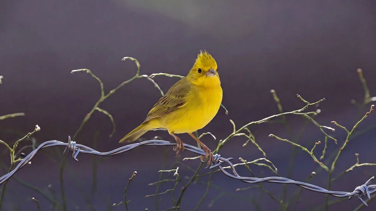 Sprig, The Last Light