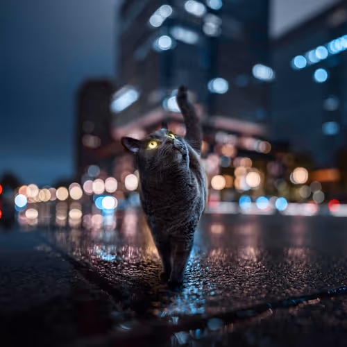 City Cat