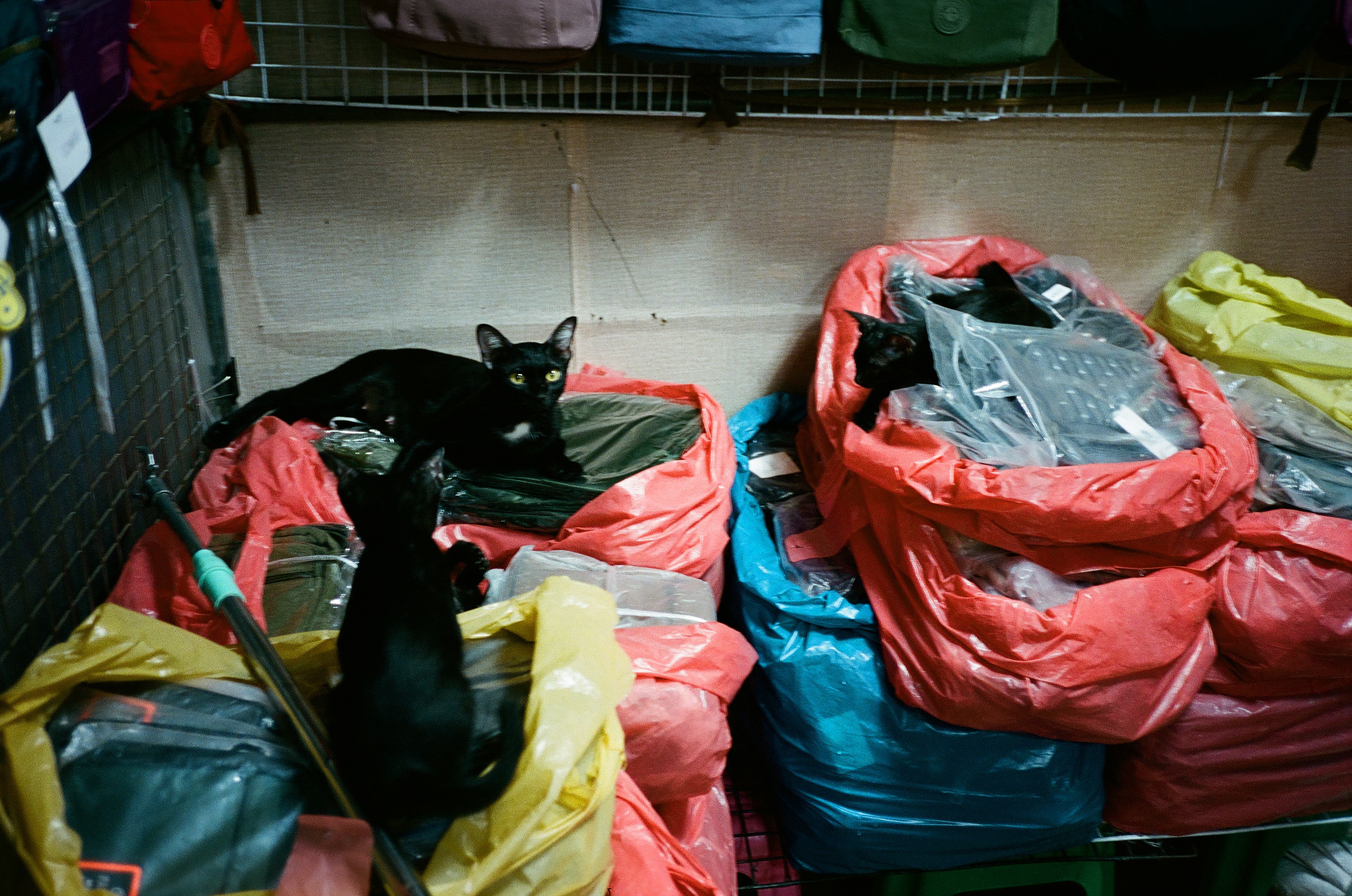 meow 03