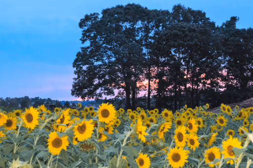 Field of Dreams