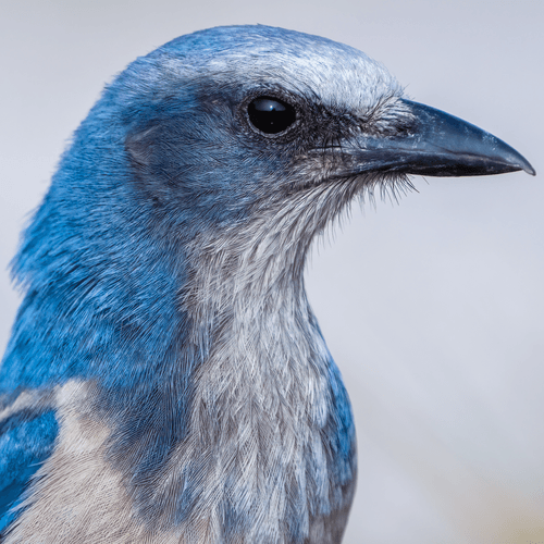 Portrait of a Florida Scrubjay