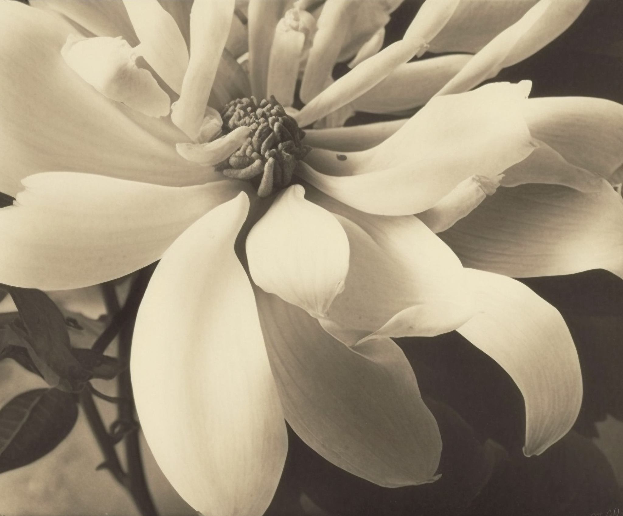 Magnolia, Silver Gelatin Print (developing-out-process, sulfar toning), 1921