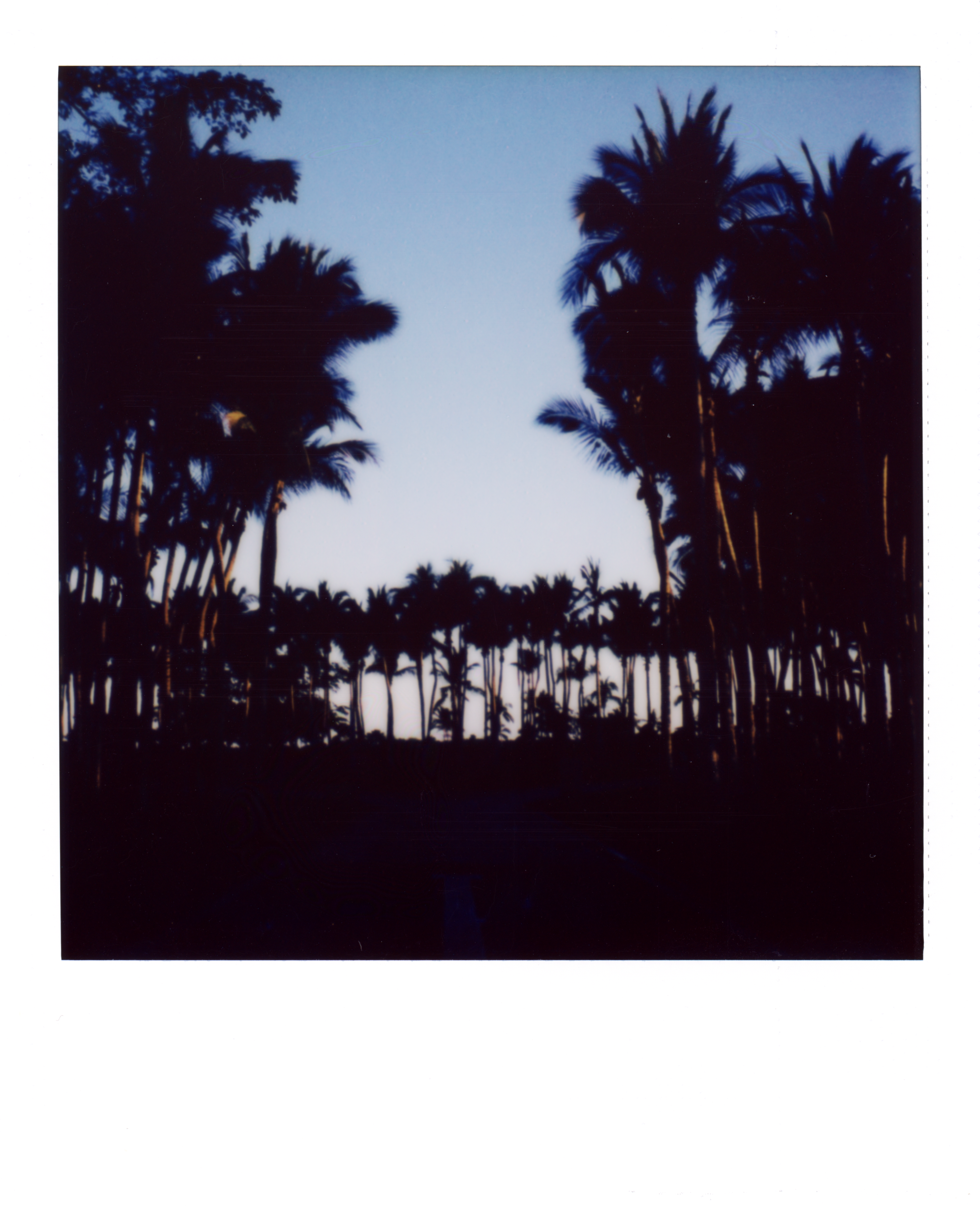 Punta Mita Palms