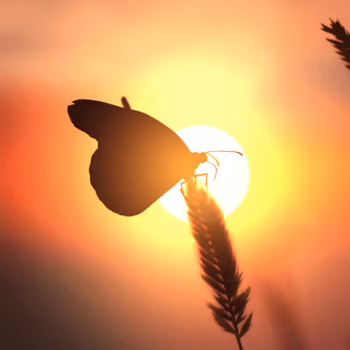 Fly into the sun