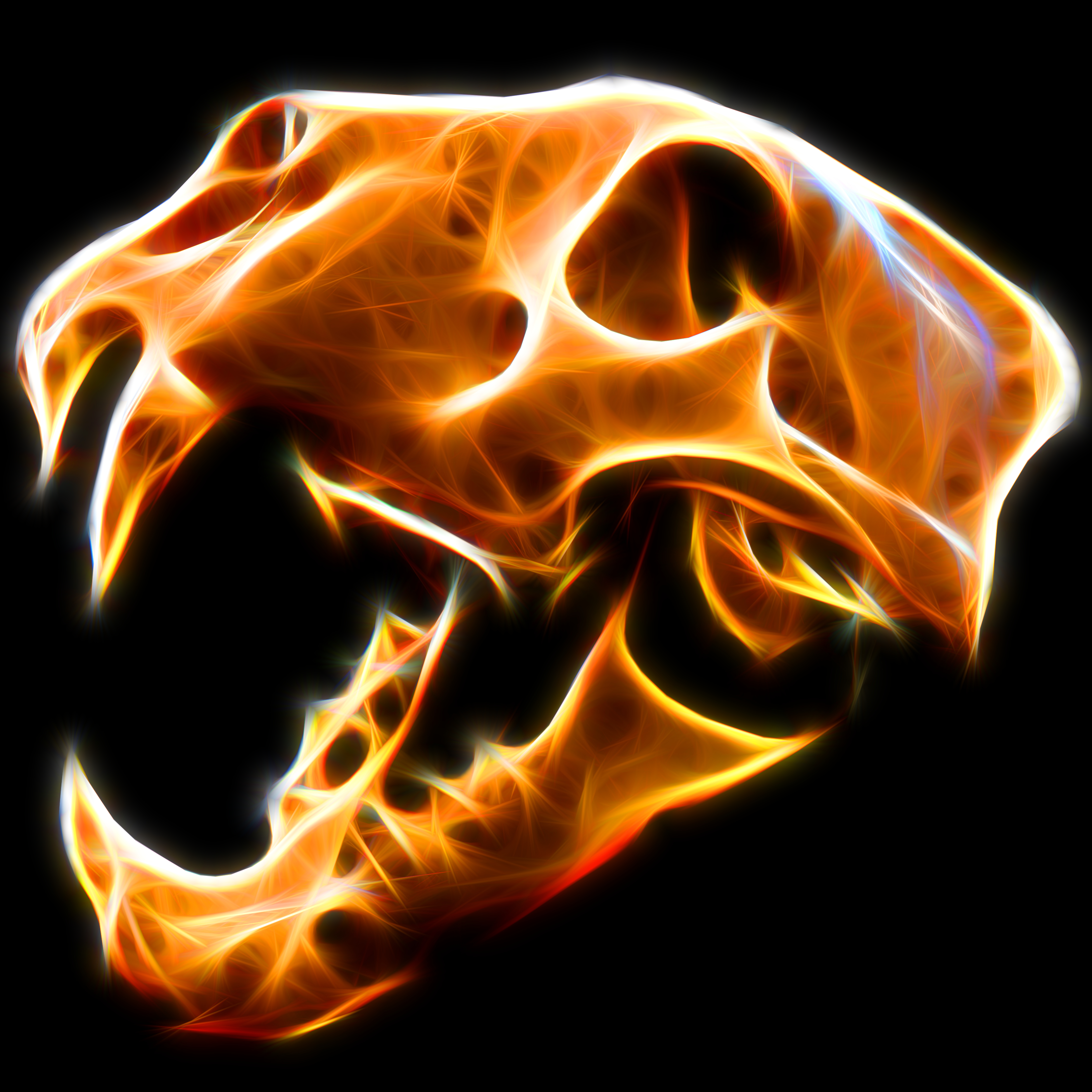 Barbary Lion Skull