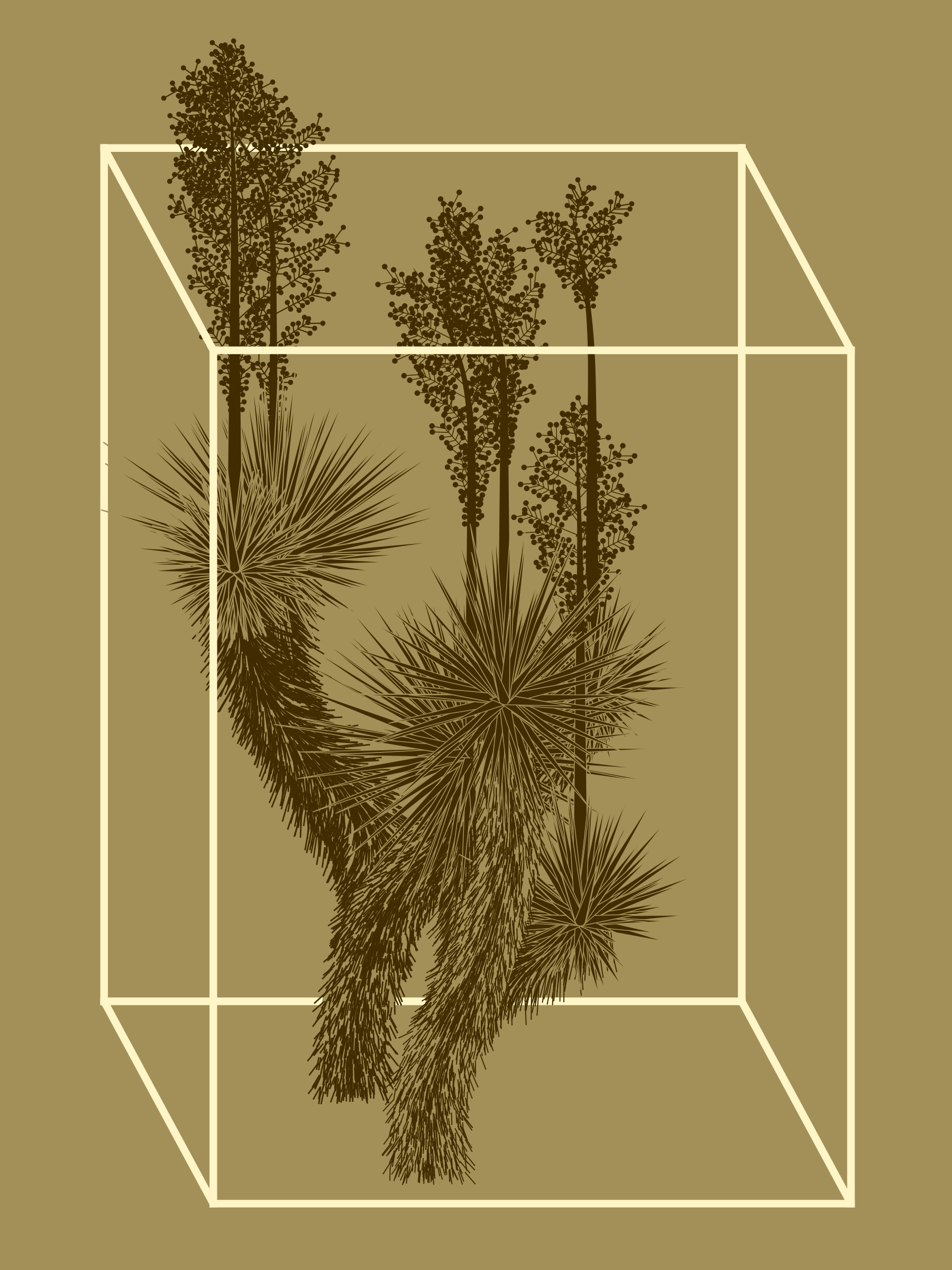 Marfa Yucca #97