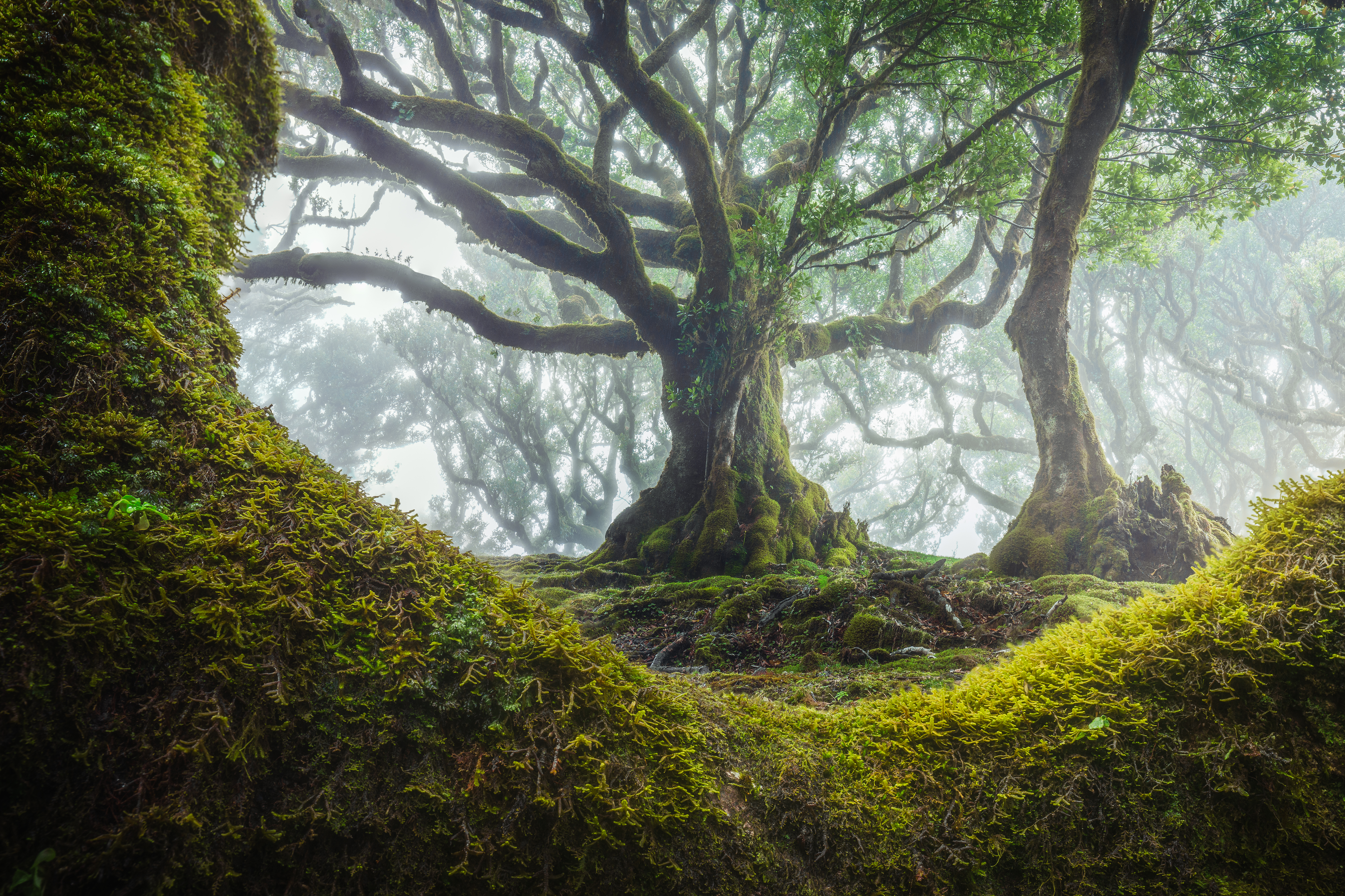 Fairytale Forest