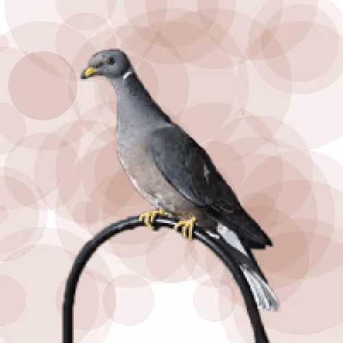 Seamorphus Pigeon #12