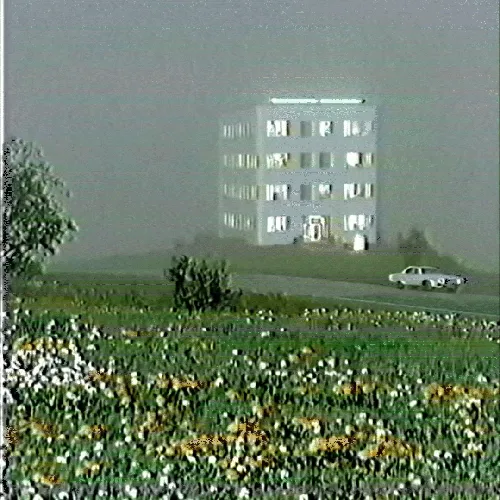 Morning Protocol Through Mist and Wildflowers