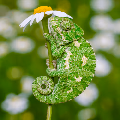 Small chameleon on a daisy