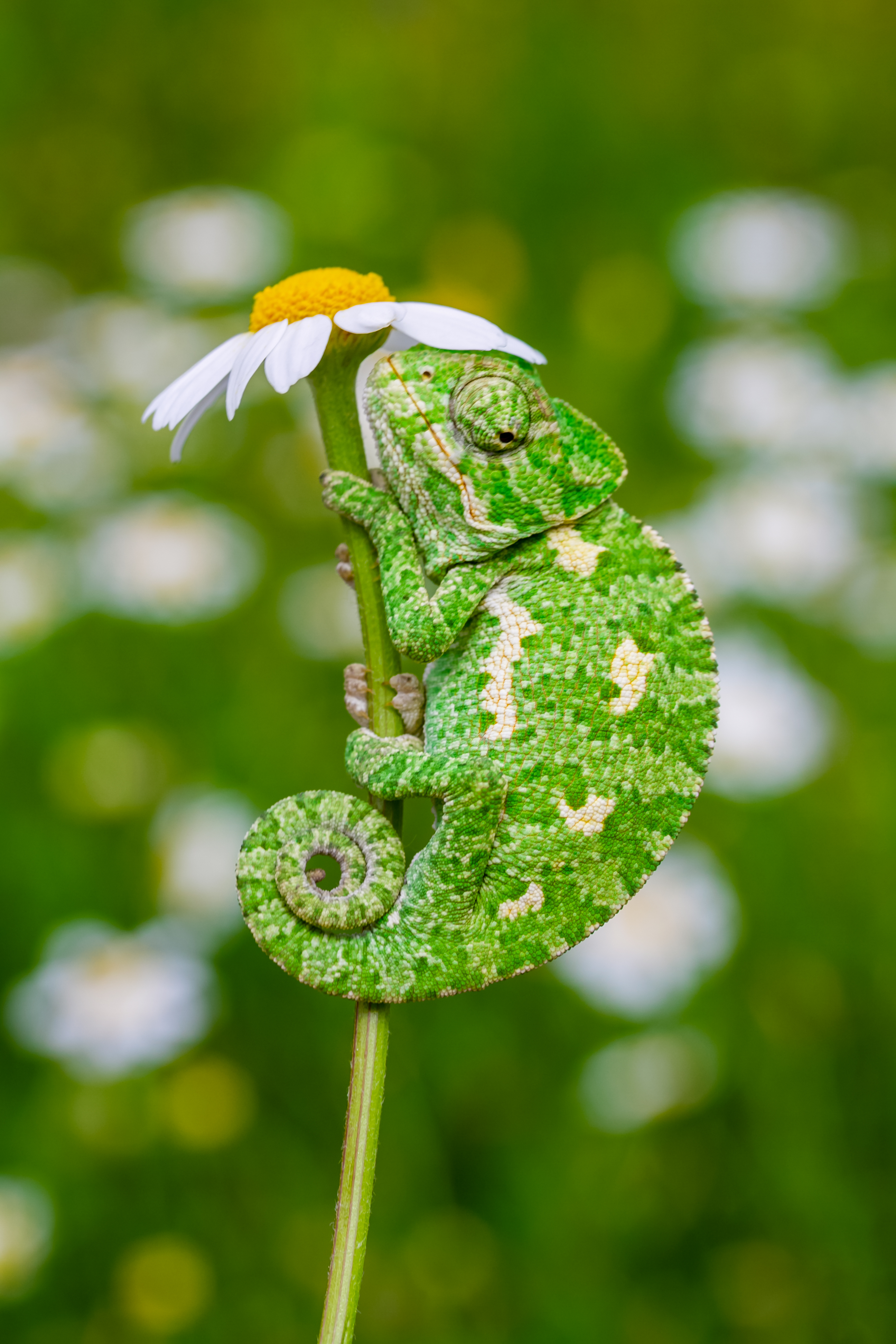Small chameleon on a daisy