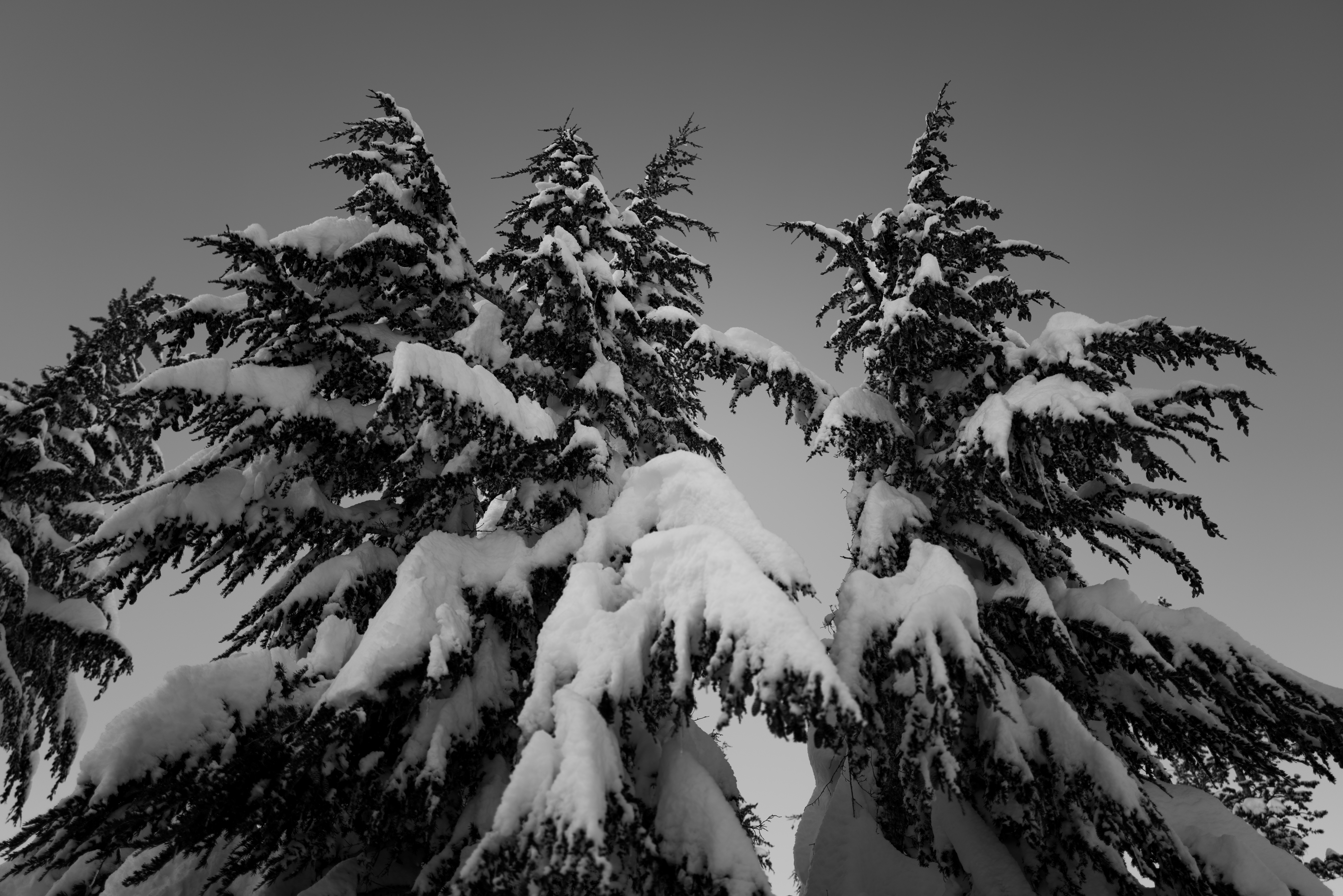 A lot of Snow #11/20