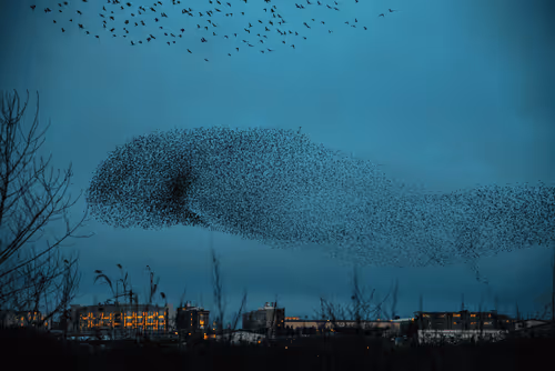 Starling Murmuration