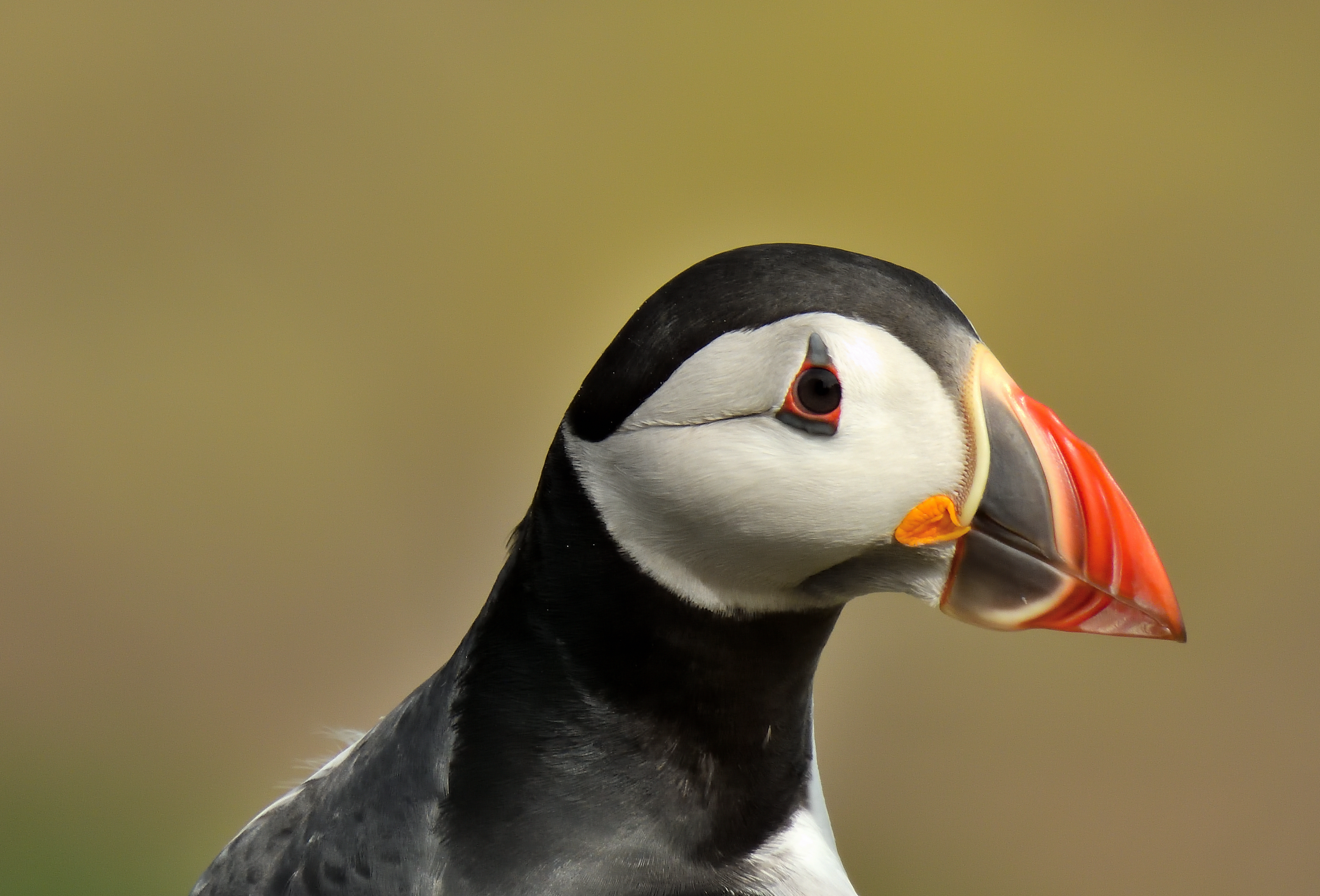 Puffin Portrait #2/15