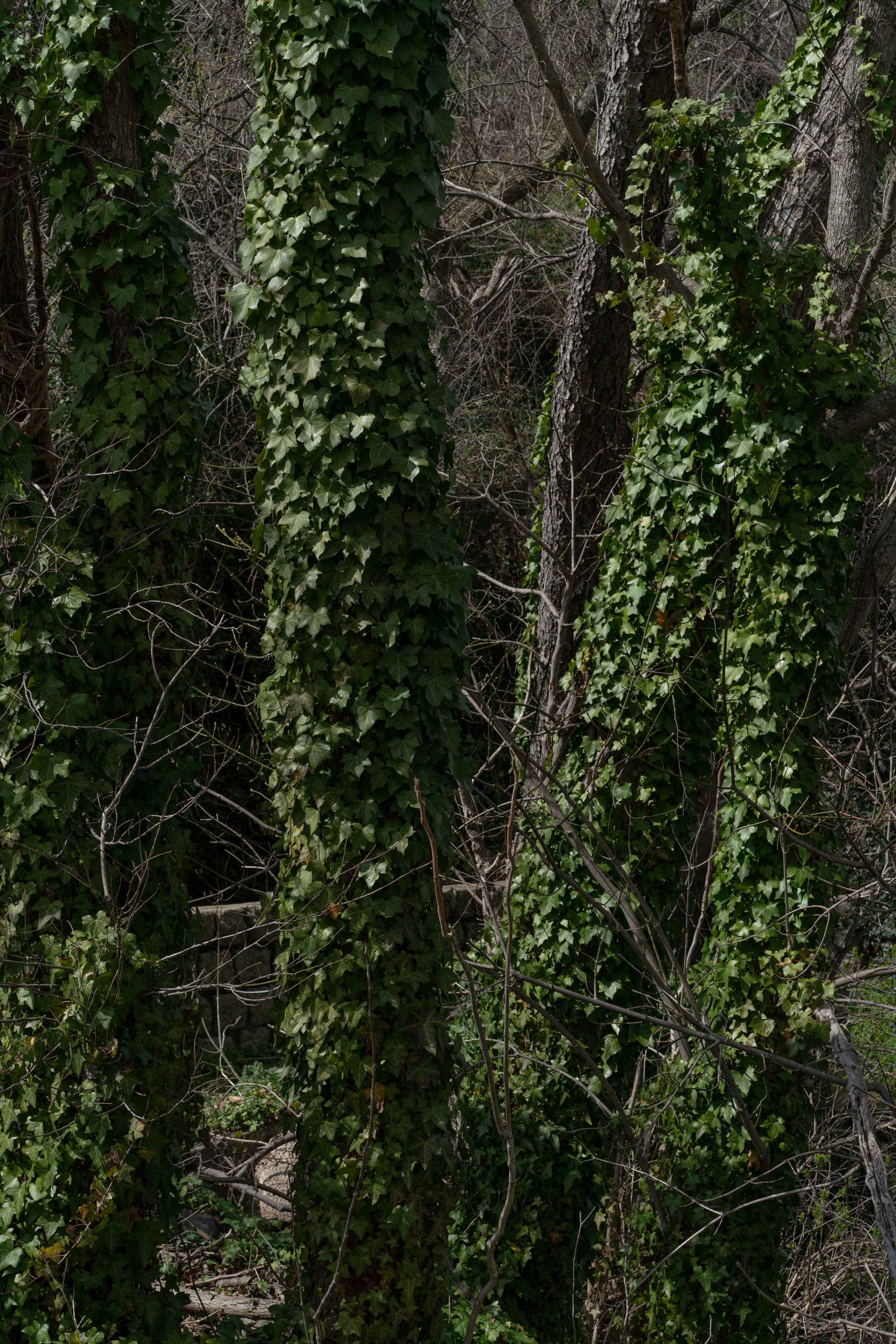 Overgrowth