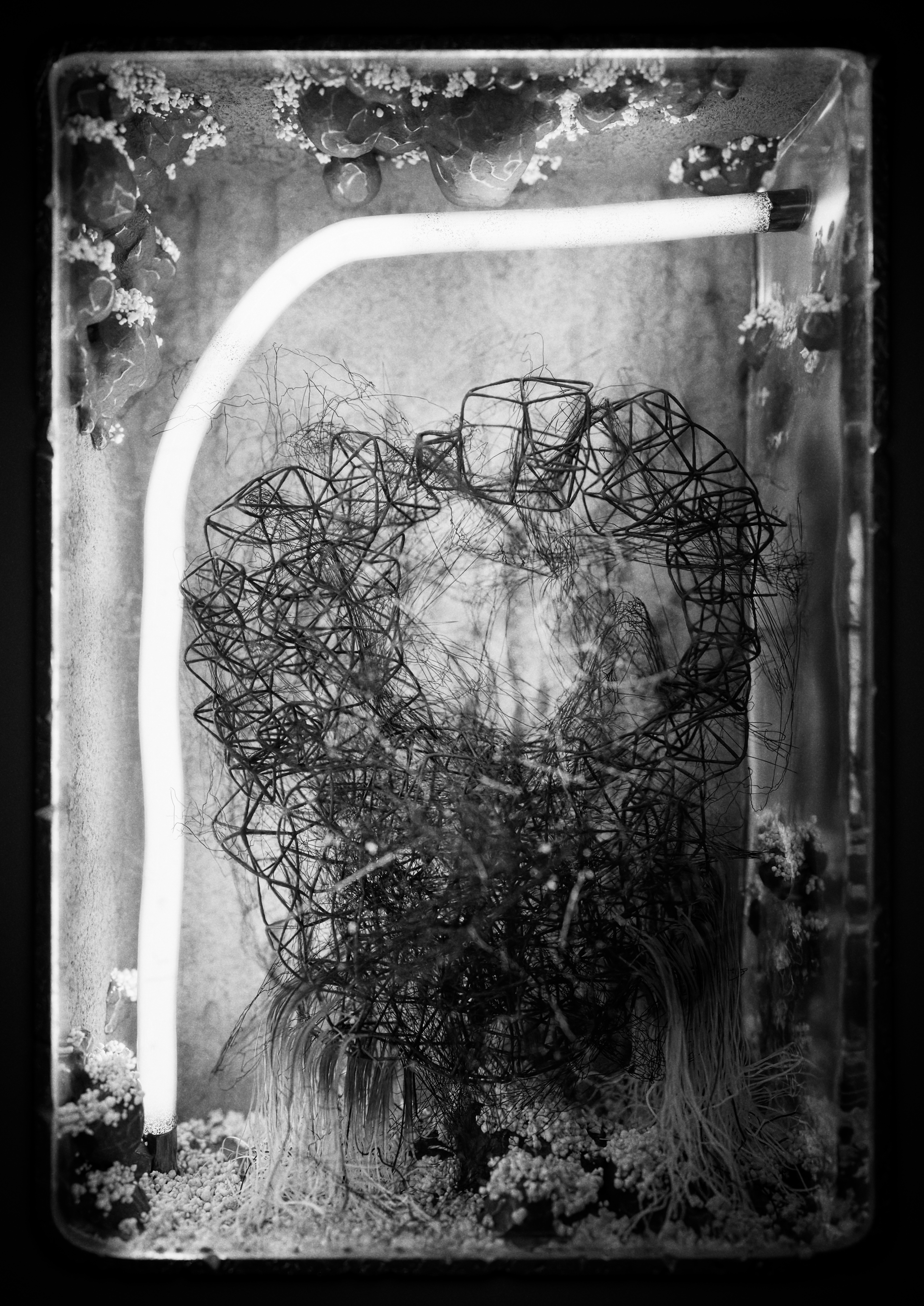 Symplasma: Experiment #5