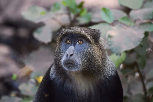 Monkey