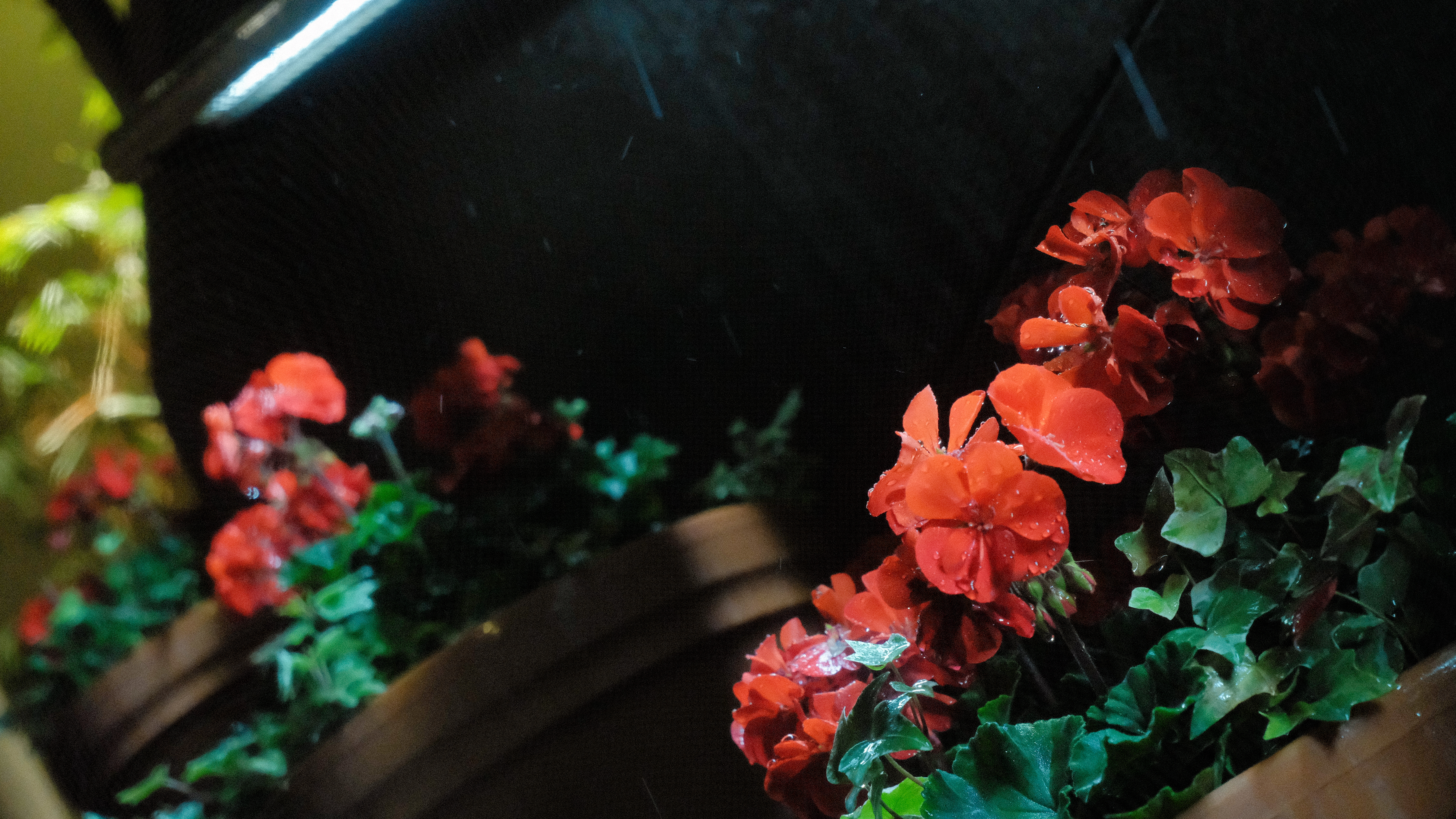 RED IMPATIENS