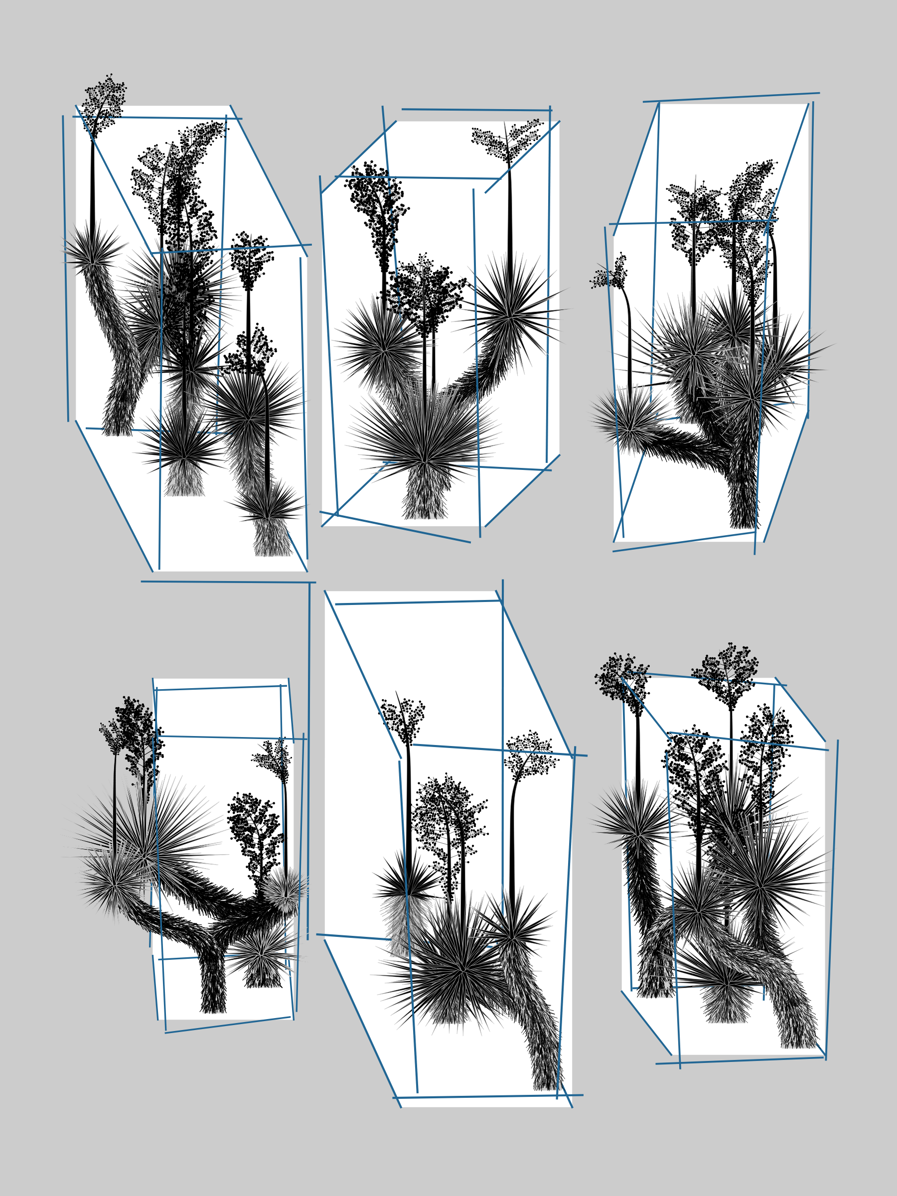 Marfa Yucca #8