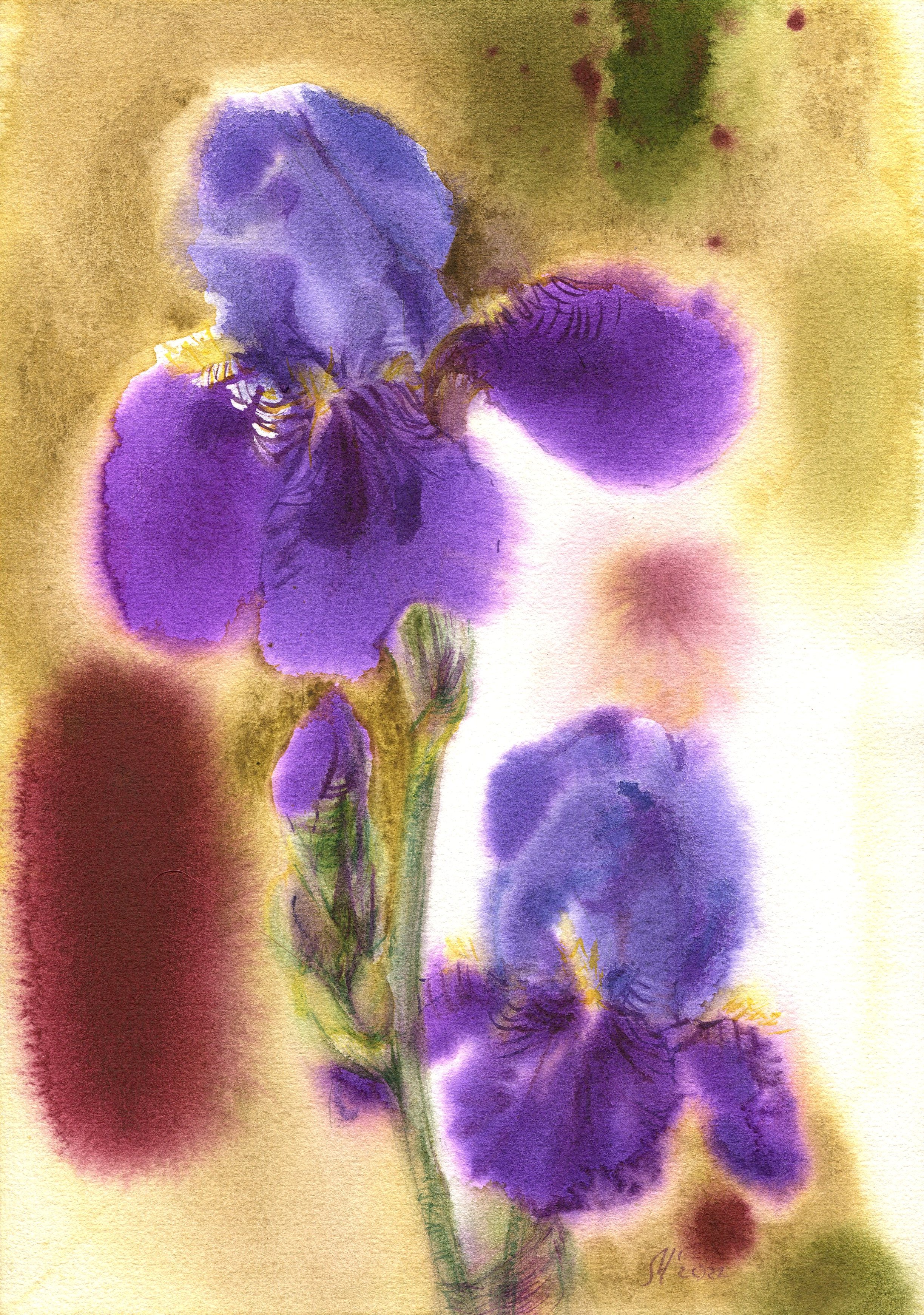 Blue iris