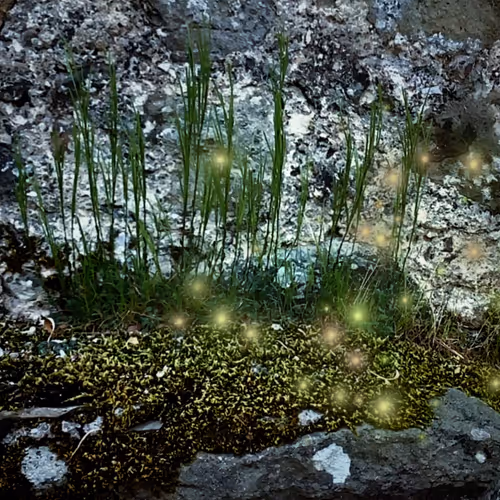 Fiammelle | Grass Harp