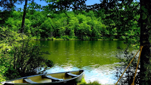 boats
