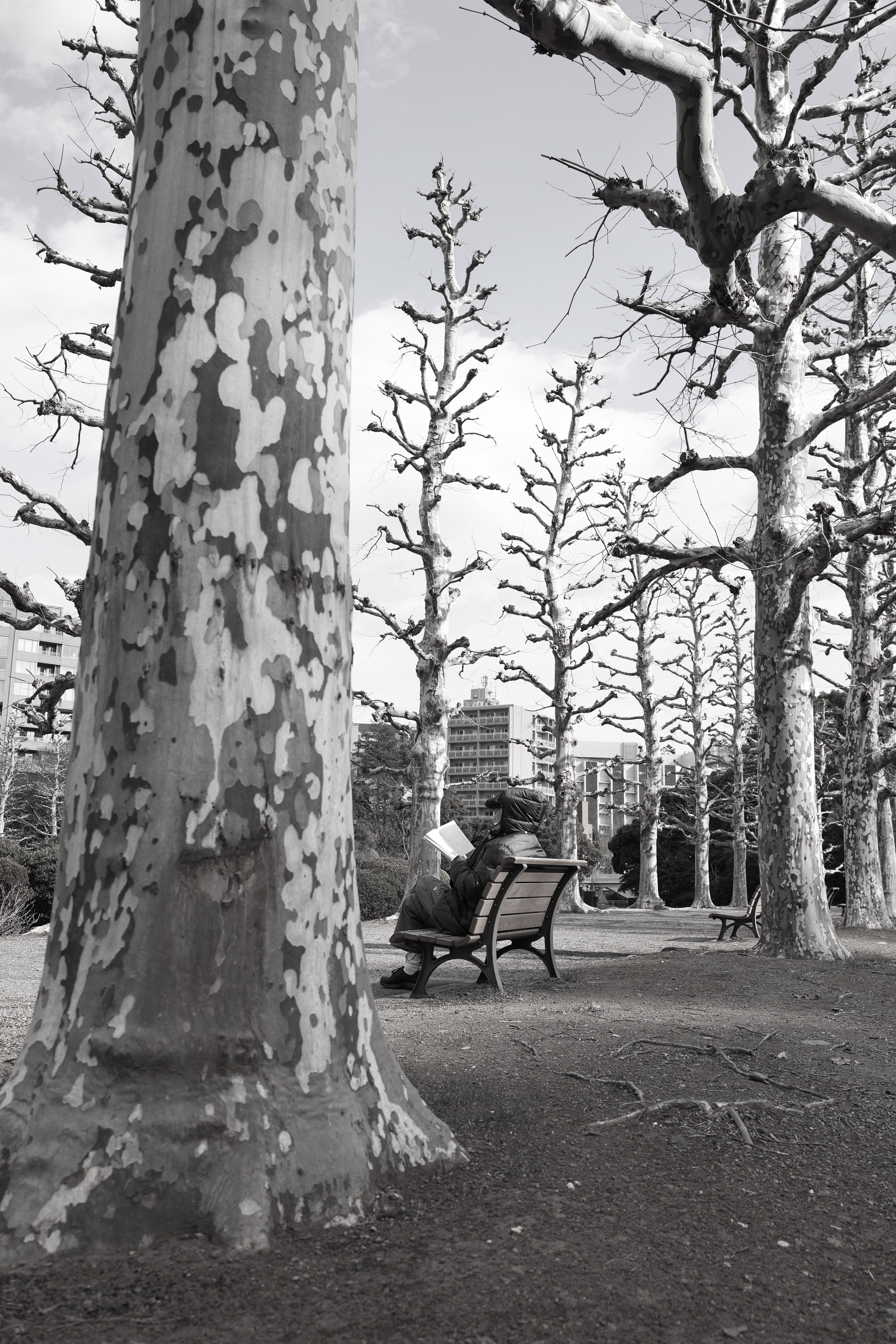 The Giving Tree #4