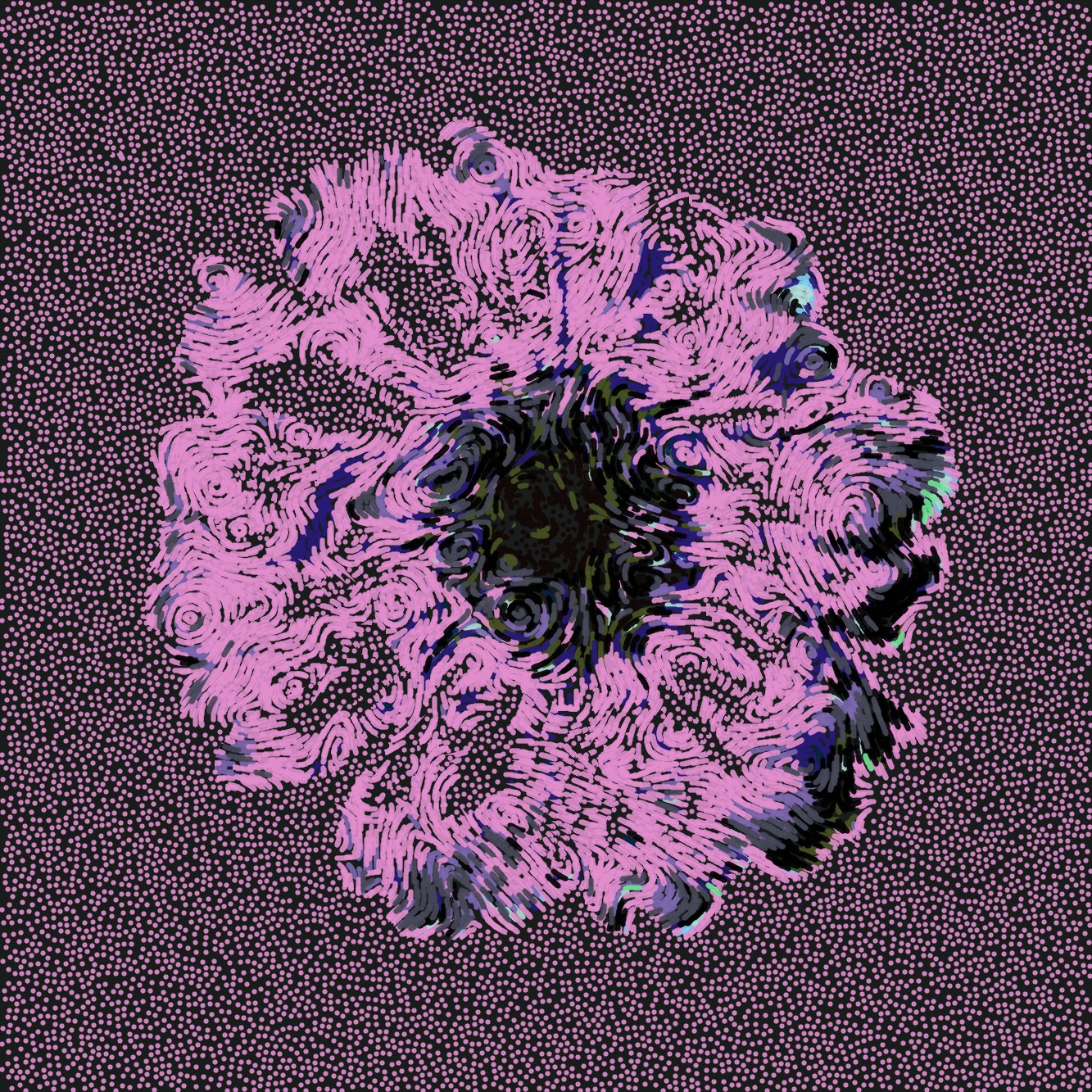 Gerbera Daisy Black