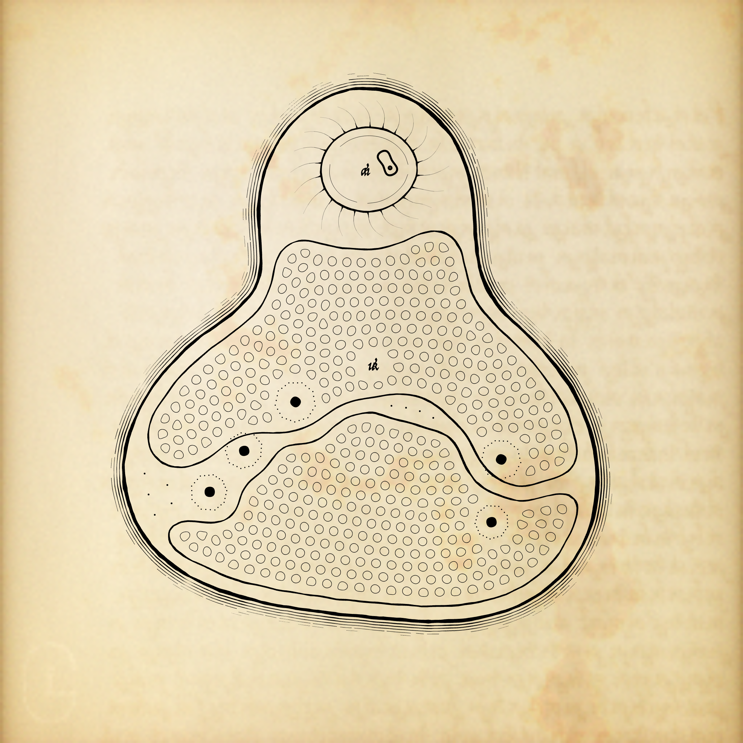 Cytographia #68