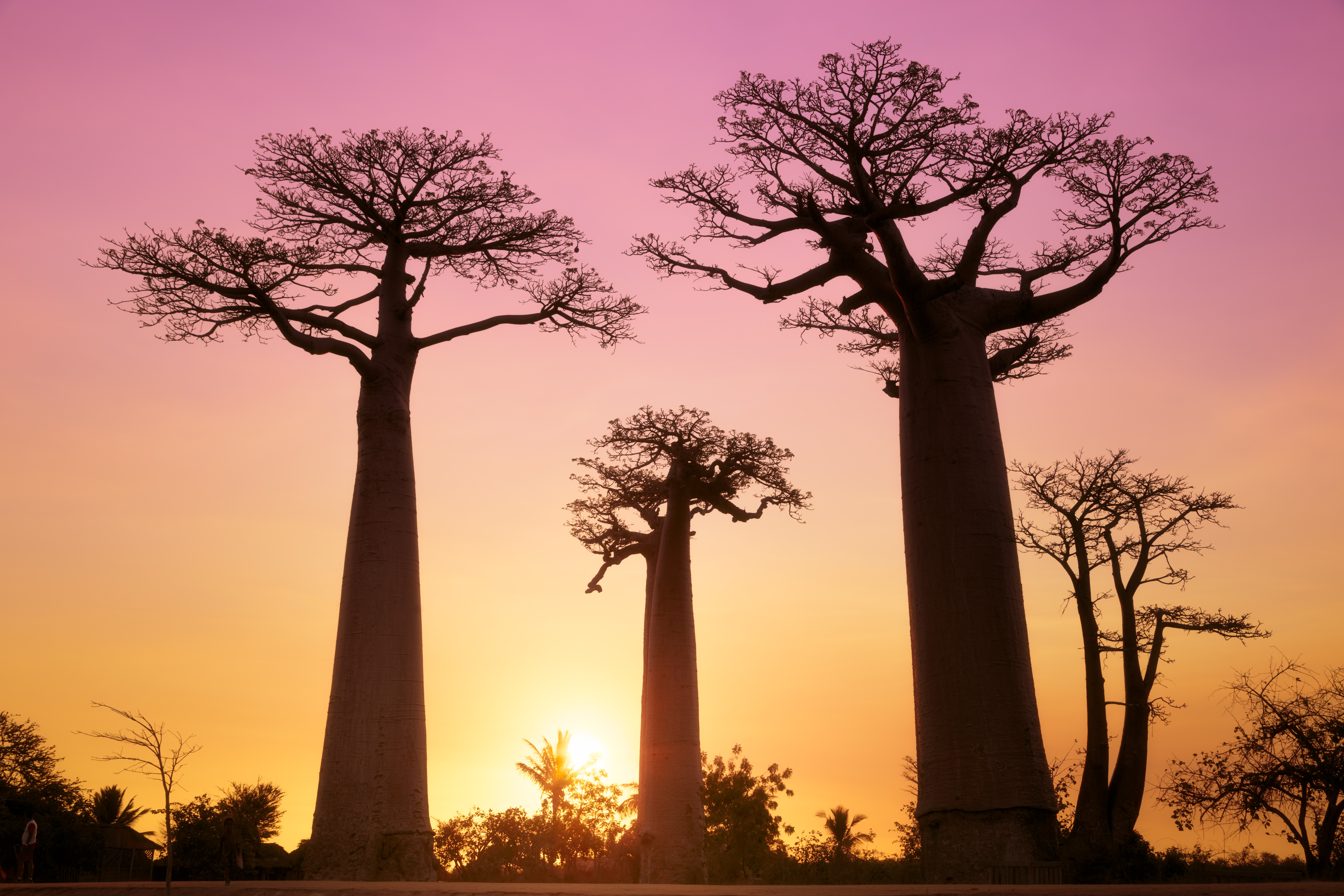 Baobab Sunset