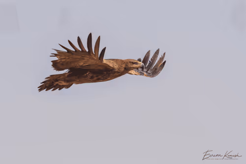 Soaring
