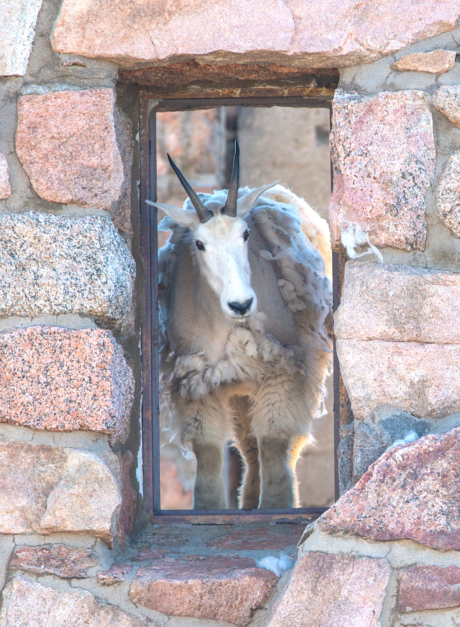 Balance #06 Mountain Goat