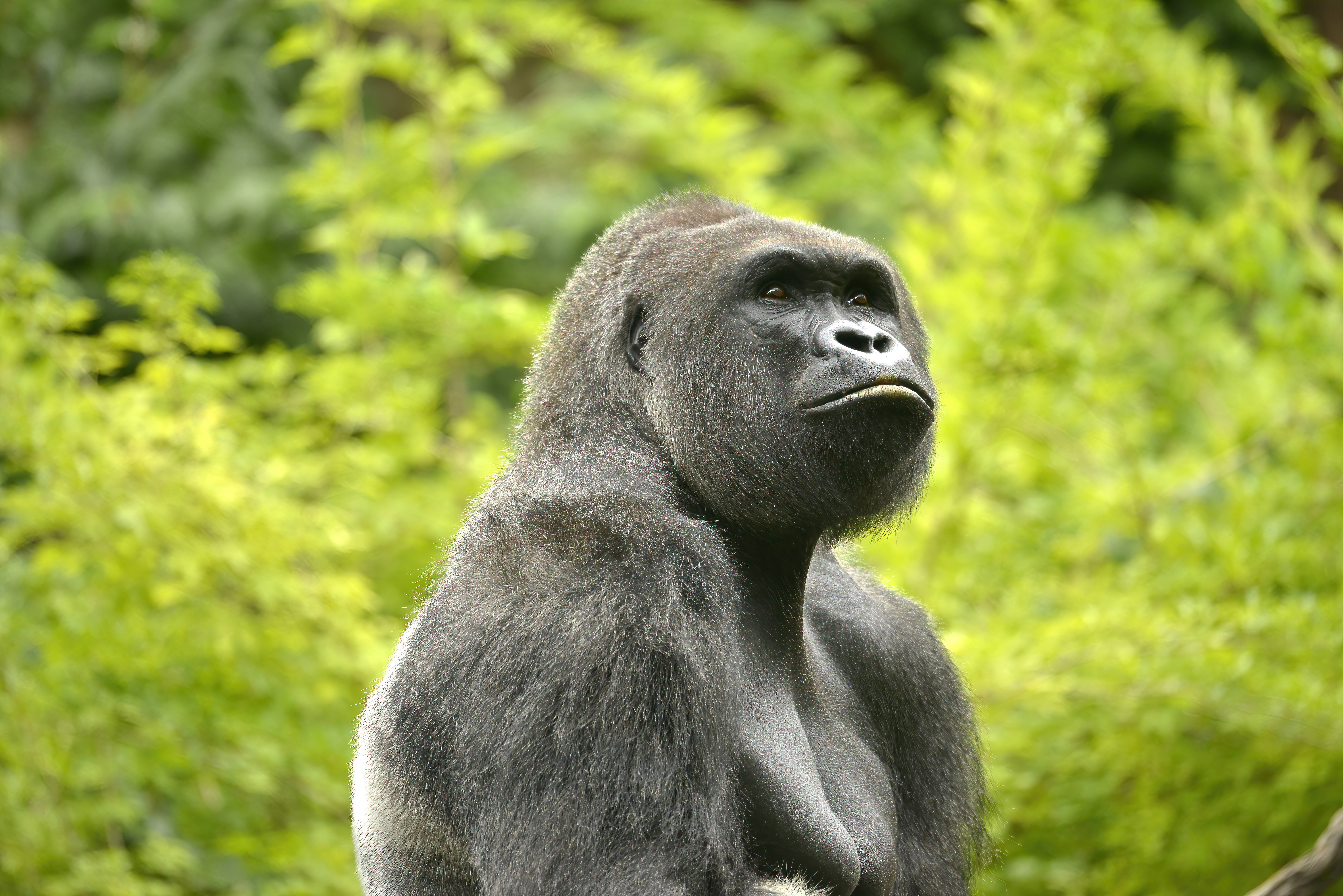HARAMBE: LEGENDS #86