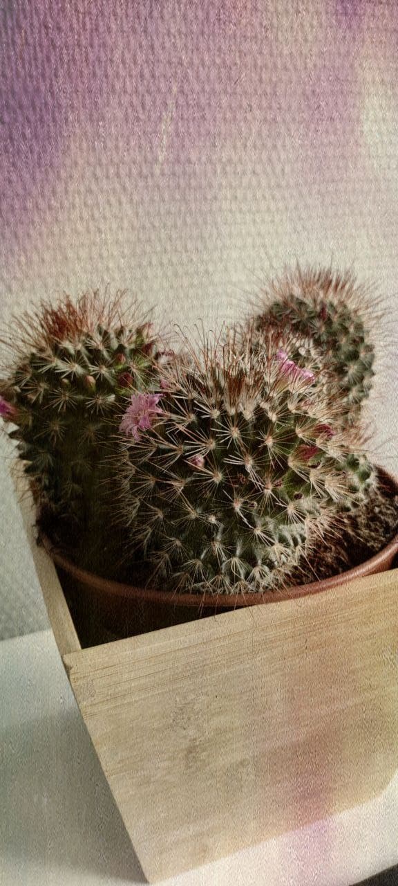 Cactus
