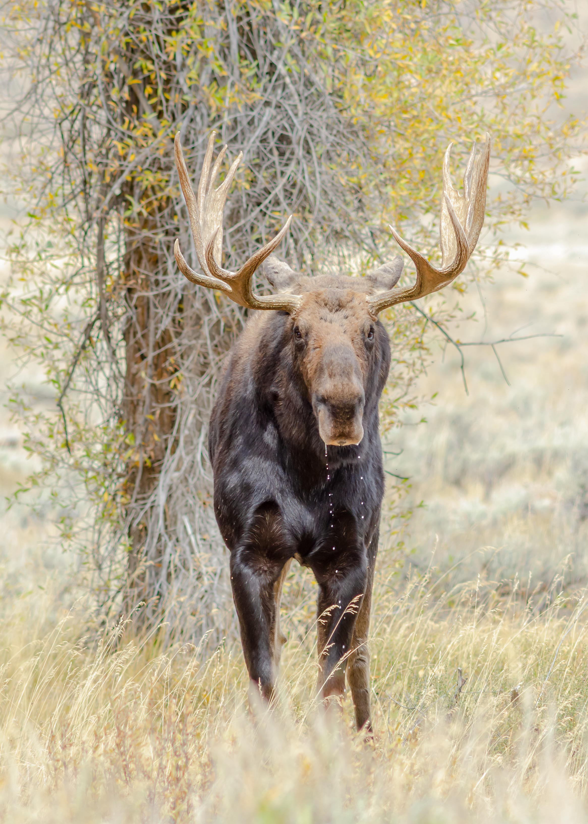 Moose Drool