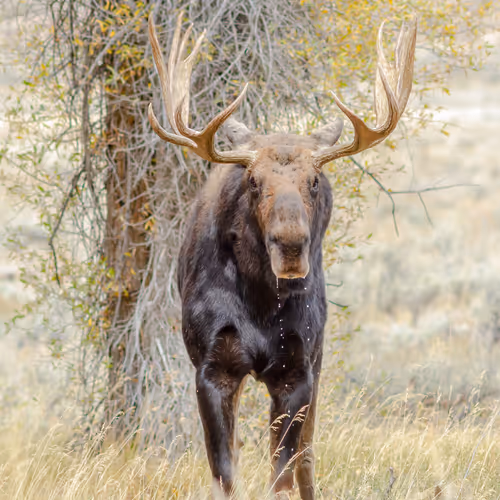Moose Drool