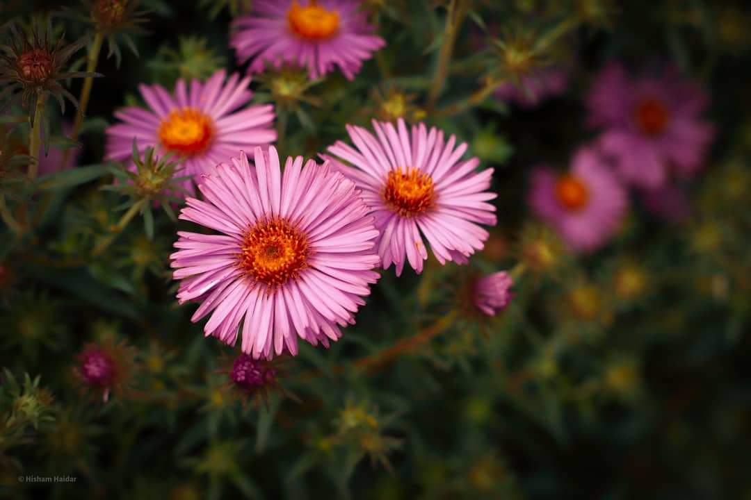 Flower #9